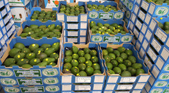 Click to enlarge: Avocadoes