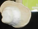 King Oyster Mushroom