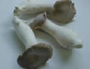 King Trumpet Mushrooms