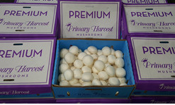 Click to enlarge: Avocadoes