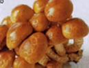 Nameko