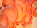 Oyster Mushrooms
