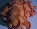 Oyster Mushrooms