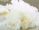 White Fungus